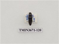 藏品(叩頭蟲(2))的圖片